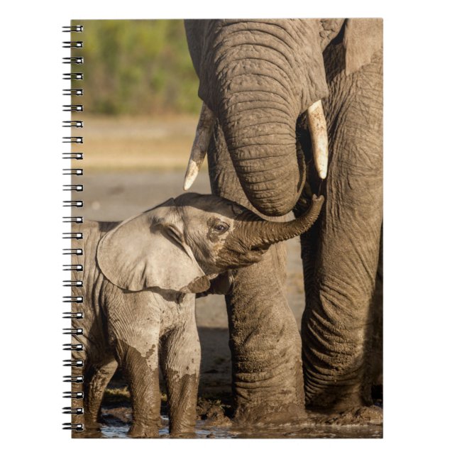 Cutest Baby djur | Baby Elephant & Mamma Anteckningsbok (Framsidan)
