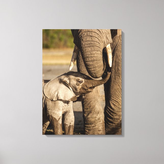 Cutest Baby djur | Baby Elephant & Mamma Canvastryck (Framsida)