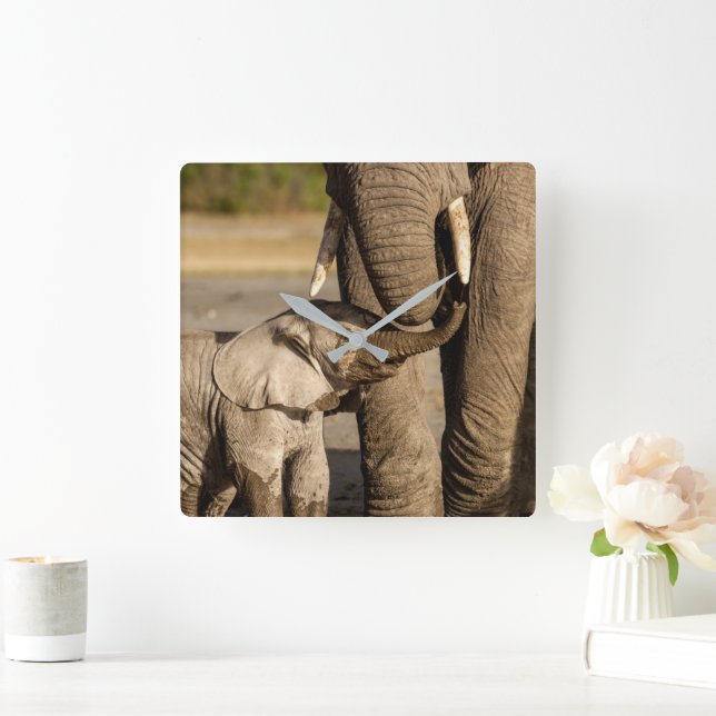 Cutest Baby djur | Baby Elephant & Mamma Fyrkantig Klocka (Hem)