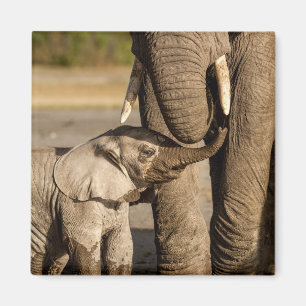 Cutest Baby djur Baby Elephant & Mamma Magnet