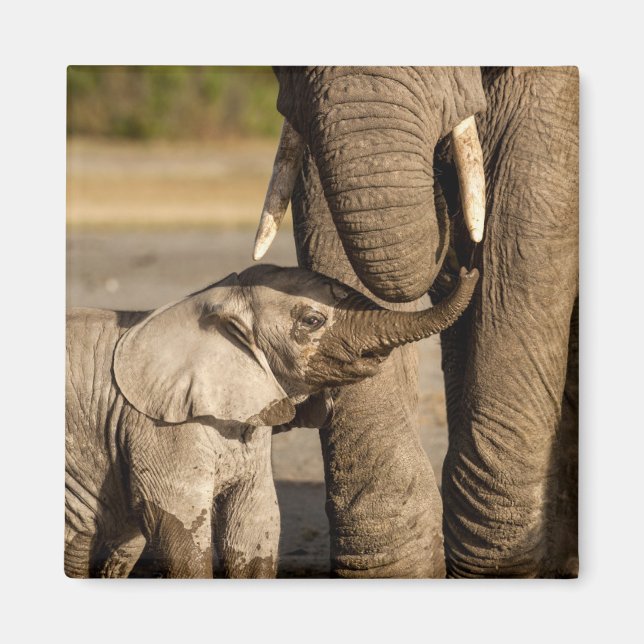 Cutest Baby djur | Baby Elephant & Mamma Magnet (Framsidan)