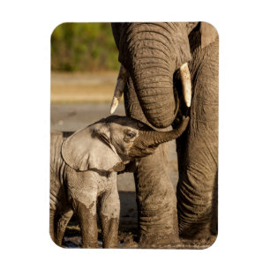 Cutest Baby djur Baby Elephant & Mamma Magnet