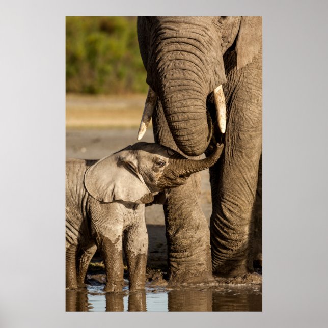 Cutest Baby djur | Baby Elephant & Mamma Poster (Framsidan)