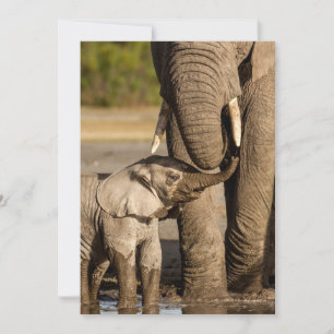Cutest Baby djur   Baby Elephant & Mamma Tack Kort