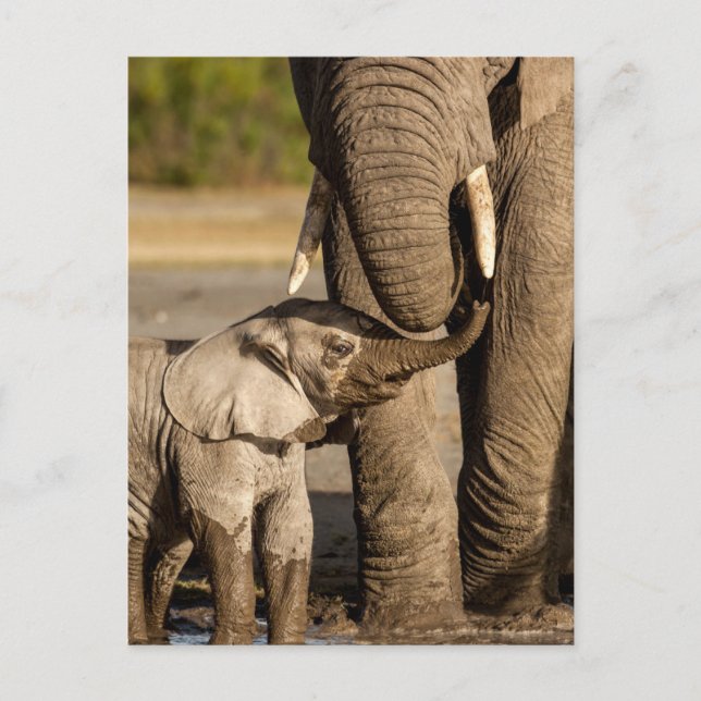 Cutest Baby djur | Baby Elephant & Mamma Vykort (Framsida)