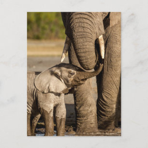 Cutest Baby djur   Baby Elephant & Mamma Vykort