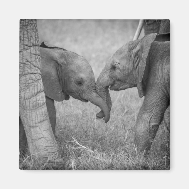 Cutest Baby djur | Baby Elephants Hälsning Magnet (Framsidan)