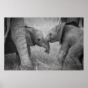 Cutest Baby djur Baby Elephants Hälsning Poster