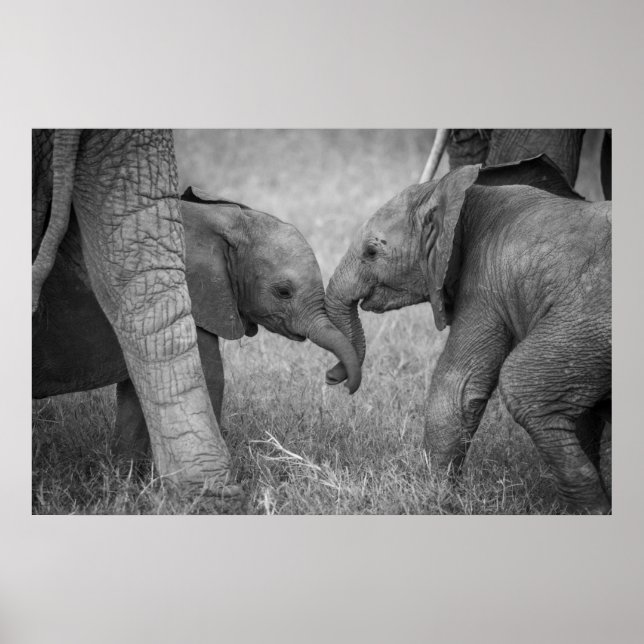 Cutest Baby djur | Baby Elephants Hälsning Poster (Framsidan)