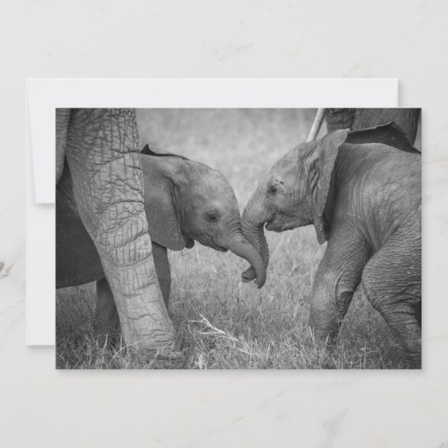 Cutest Baby djur | Baby Elephants Hälsning Tack Kort (Framsida)