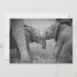 Cutest Baby djur Baby Elephants Hälsning Tack Kort