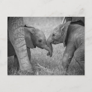Cutest Baby djur   Baby Elephants Hälsning Vykort