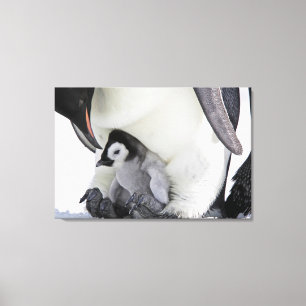 Cutest Baby djur Baby Emperor Penguin Canvastryck