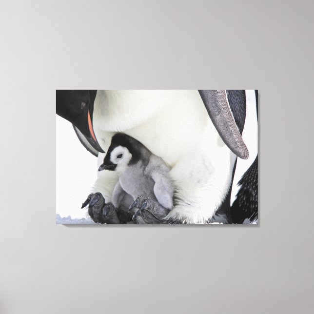 Cutest Baby djur | Baby Emperor Penguin Canvastryck (Framsida)