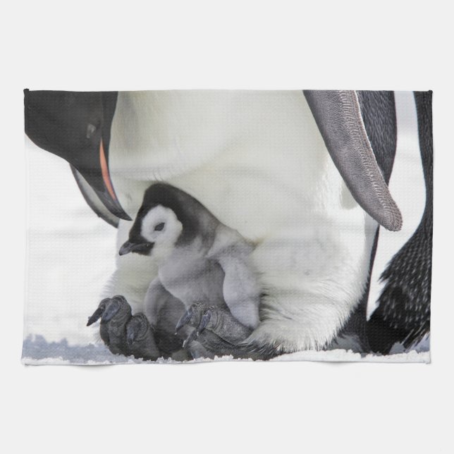Cutest Baby djur | Baby Emperor Penguin Kökshandduk (Horisontell)