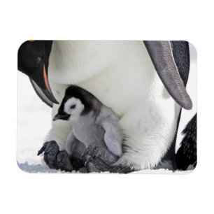 Cutest Baby djur Baby Emperor Penguin Magnet