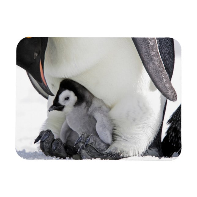 Cutest Baby djur | Baby Emperor Penguin Magnet (Horisontell)
