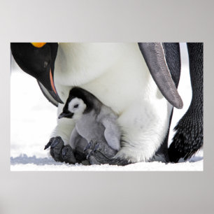 Cutest Baby djur   Baby Emperor Penguin Poster