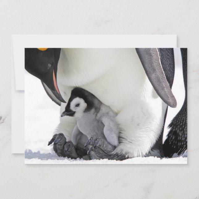 Cutest Baby djur | Baby Emperor Penguin Tack Kort (Framsida)