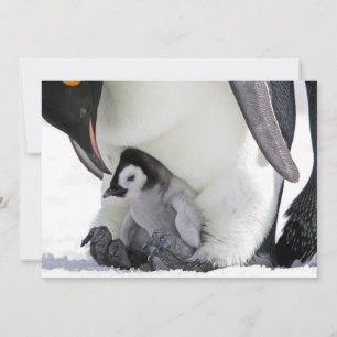 Cutest Baby djur Baby Emperor Penguin Tack Kort