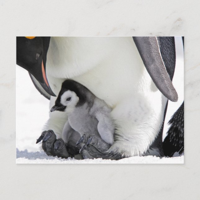 Cutest Baby djur | Baby Emperor Penguin Vykort (Framsida)