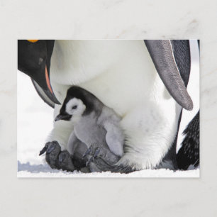 Cutest Baby djur Baby Emperor Penguin Vykort