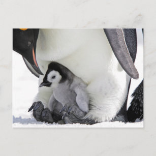 Cutest Baby djur   Baby Emperor Penguin Vykort
