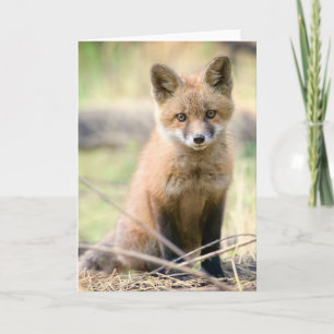 Cutest Baby djur Baby Fox Kort