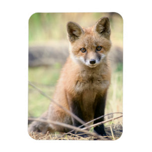 Cutest Baby djur Baby Fox Magnet