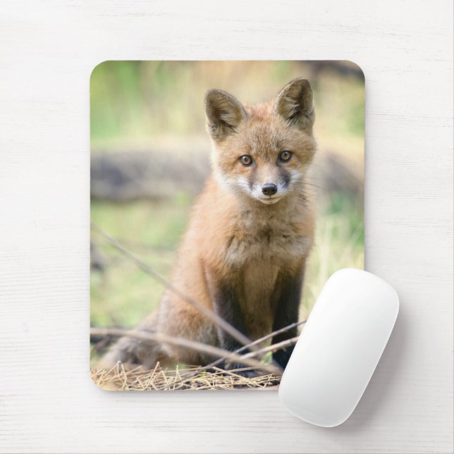 Cutest Baby djur | Baby Fox Musmatta (Med mus)