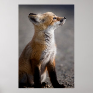 Cutest Baby djur Baby Fox Porträtt Poster