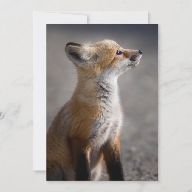 Cutest Baby djur | Baby Fox Porträtt Tack Kort (Framsida)