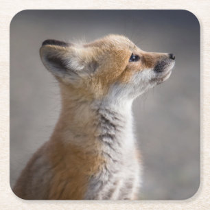 Cutest Baby djur Baby Fox Porträtt Underlägg Papper Kvadrat