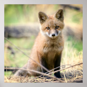 Cutest Baby djur Baby Fox Poster