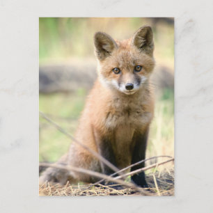 Cutest Baby djur   Baby Fox Vykort