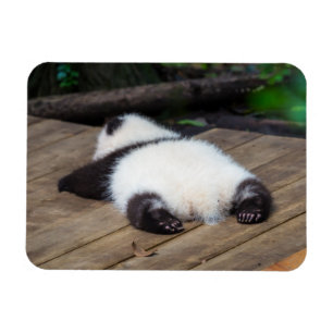 Cutest Baby djur Baby Giant Panda Sleeping Magnet