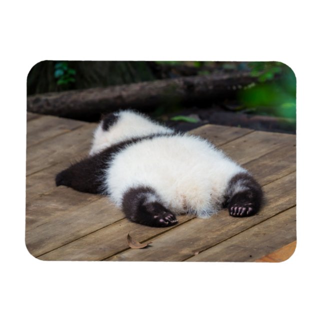 Cutest Baby djur | Baby Giant Panda Sleeping Magnet (Horisontell)