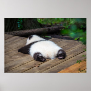 Cutest Baby djur Baby Giant Panda Sleeping Poster
