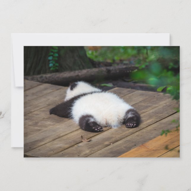 Cutest Baby djur | Baby Giant Panda Sleeping Tack Kort (Framsida)