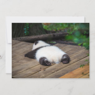 Cutest Baby djur   Baby Giant Panda Sleeping Tack Kort