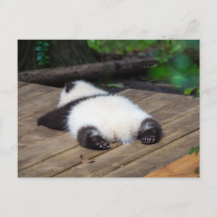Cutest Baby djur Baby Giant Panda Sleeping Vykort