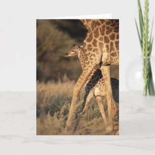 Cutest Baby djur   Baby Giraffe & Parent Kort