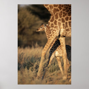 Cutest Baby djur Baby Giraffe & Parent Poster
