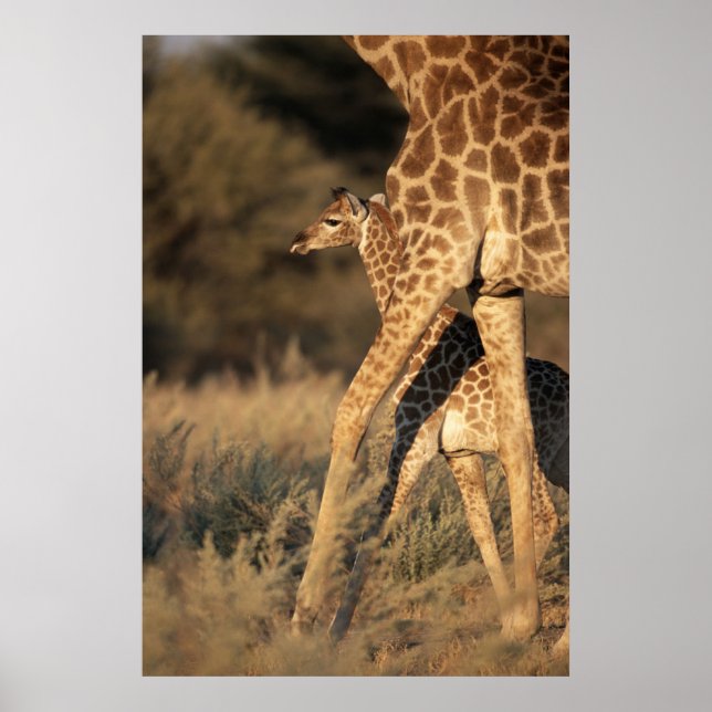 Cutest Baby djur | Baby Giraffe & Parent Poster (Framsidan)