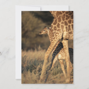 Cutest Baby djur   Baby Giraffe & Parent Tack Kort