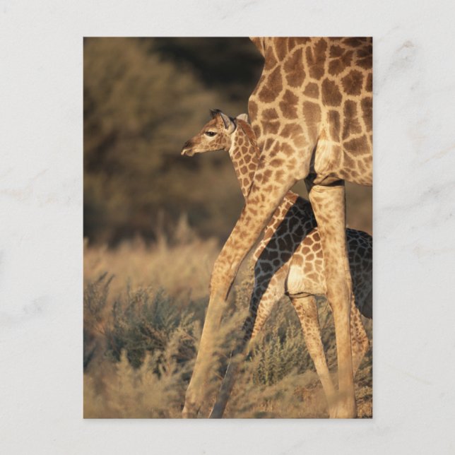 Cutest Baby djur | Baby Giraffe & Parent Vykort (Framsida)