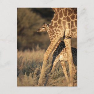 Cutest Baby djur   Baby Giraffe & Parent Vykort