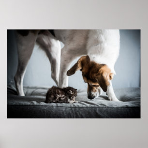 Cutest Baby djur Baby Kitten & Hund Poster