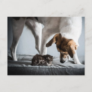 Cutest Baby djur   Baby Kitten & Hund Vykort