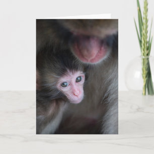 Cutest Baby djur Baby Macaque Monkey och Mor Kort
